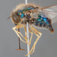 Illustration for article titled Flying Spider or Spider Fly, I Don't Care: I Really Hate This Bug